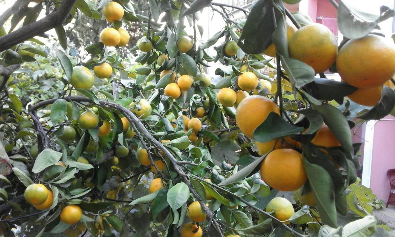 Petrovac Apartments Jovana מראה חיצוני תמונה